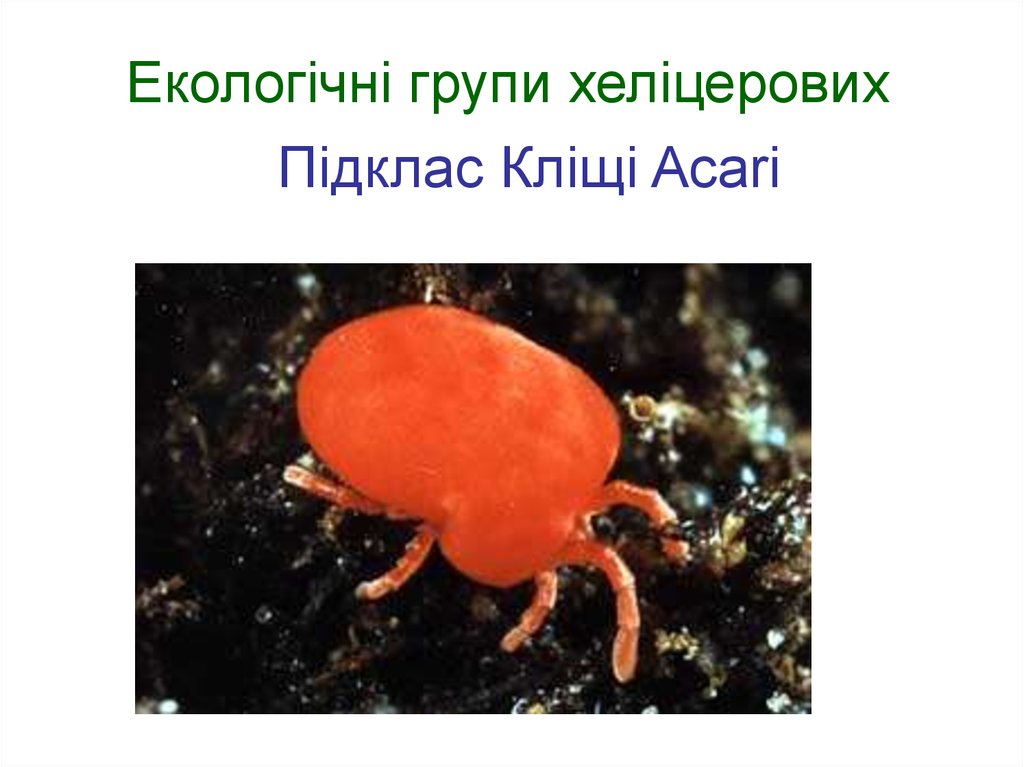 Екологічні групи хеліцерових