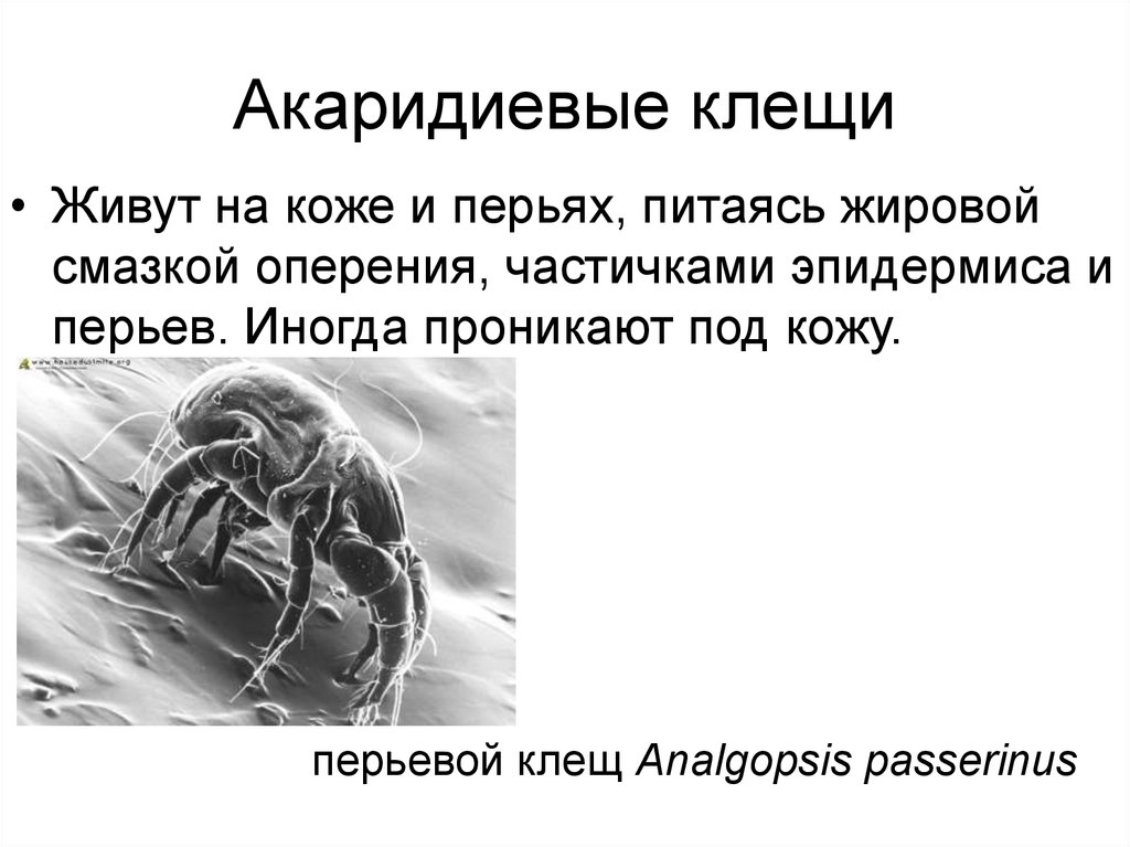 Акаридиевые клещи