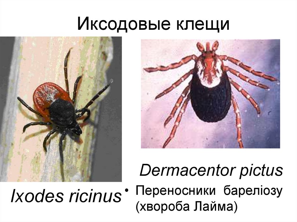 Иксодовые клещи