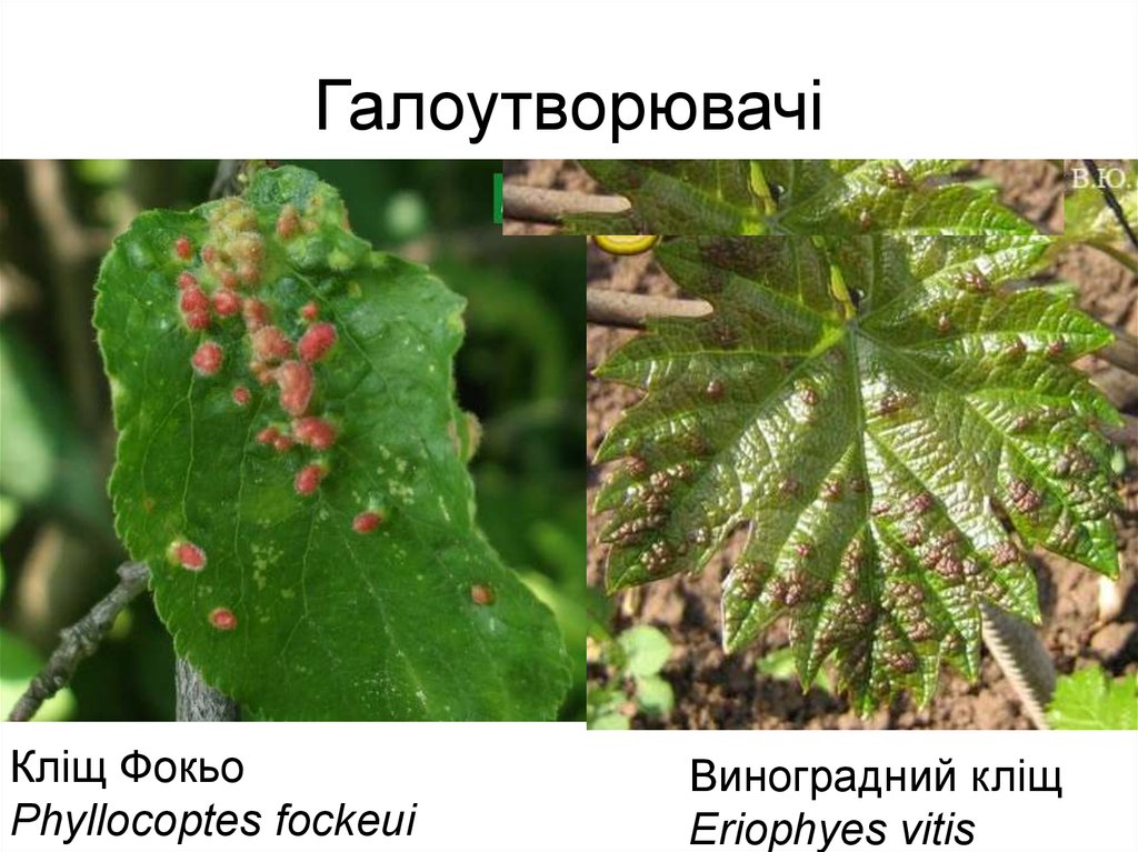 Галоутворювачі