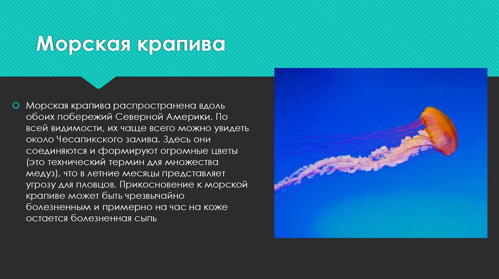 Морская крапива