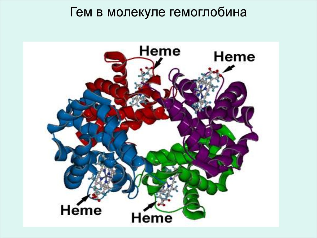 Молекула гемоглобина. Гем в молекуле гемоглобина. Четвертичная структура молекулы гемоглобина представляет собой. Белковая молекула гемоглобина. Строение молекулы гемоглобина строение гема.