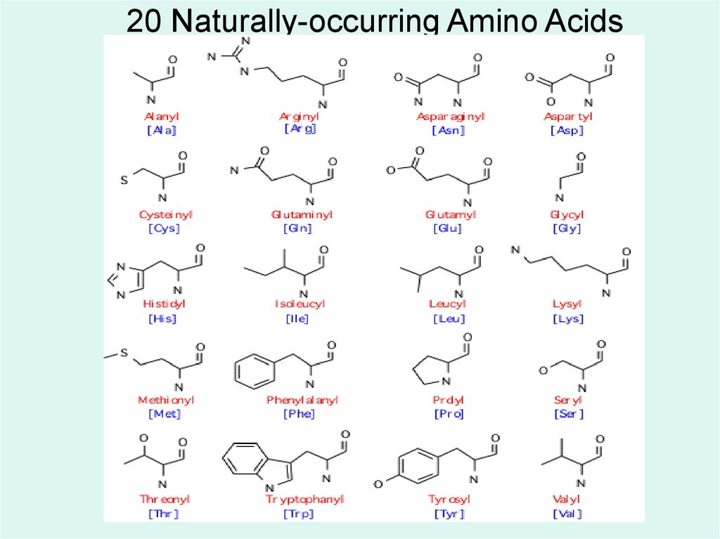 20 Naturally-occurring Amino Acids