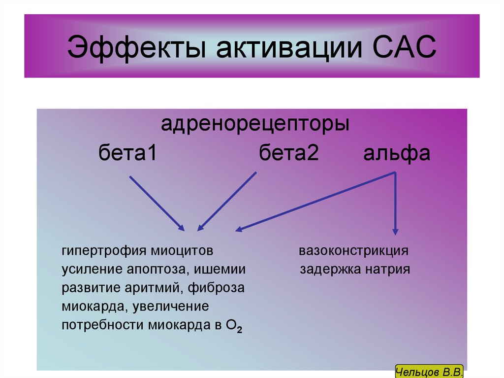 Активация сас. Активация САС причины. Альфа адренорецепторы вазоконстрикция. Увеличение ССС при активации САС. Активация САС патофизиология это расшифровка.