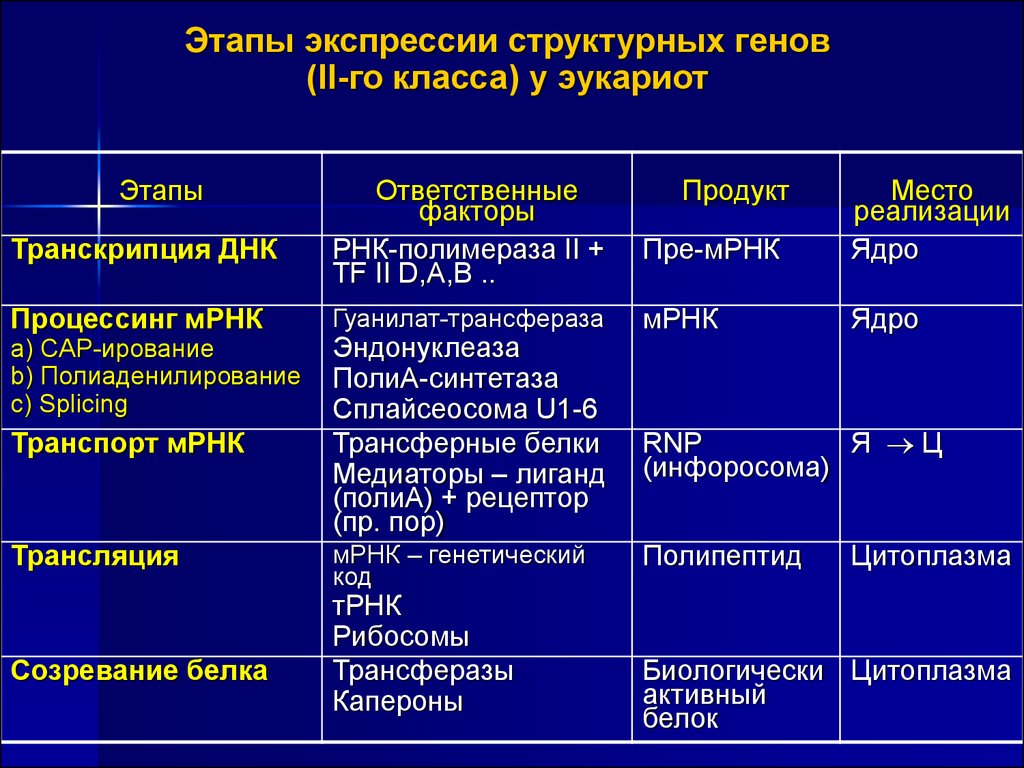 Особенность эукариот тест. Этапы экспрессии генов. Этапы экспрессии генов эукариот. Этапы экспрессии Гена.