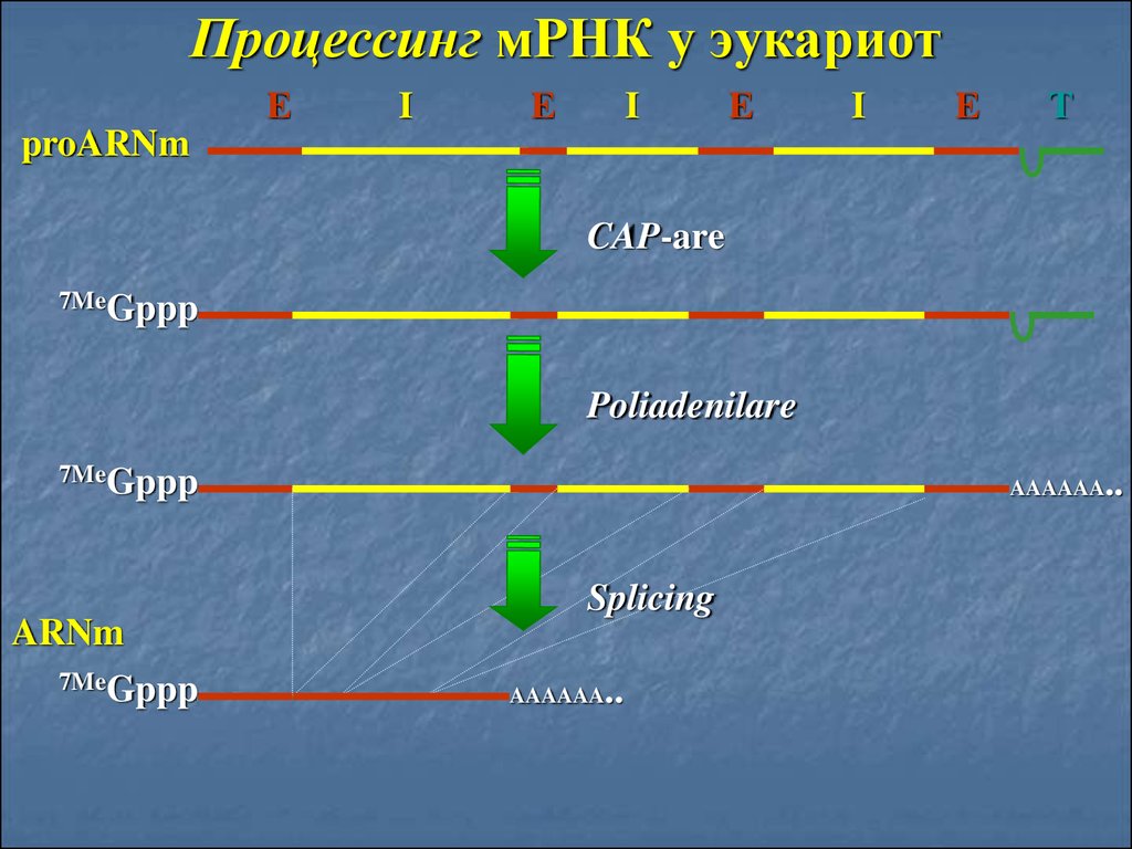 Образование рнк у эукариот. Процессинг у эукариот схема. Процессинг РНК У эукариот. Процессинг и сплайсинг у эукариот. Процессинг МРНК У эукариот.