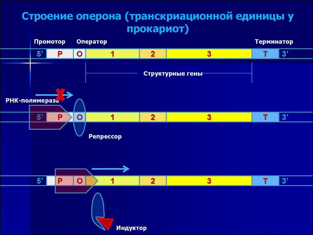 Схема строения оперона у прокариот