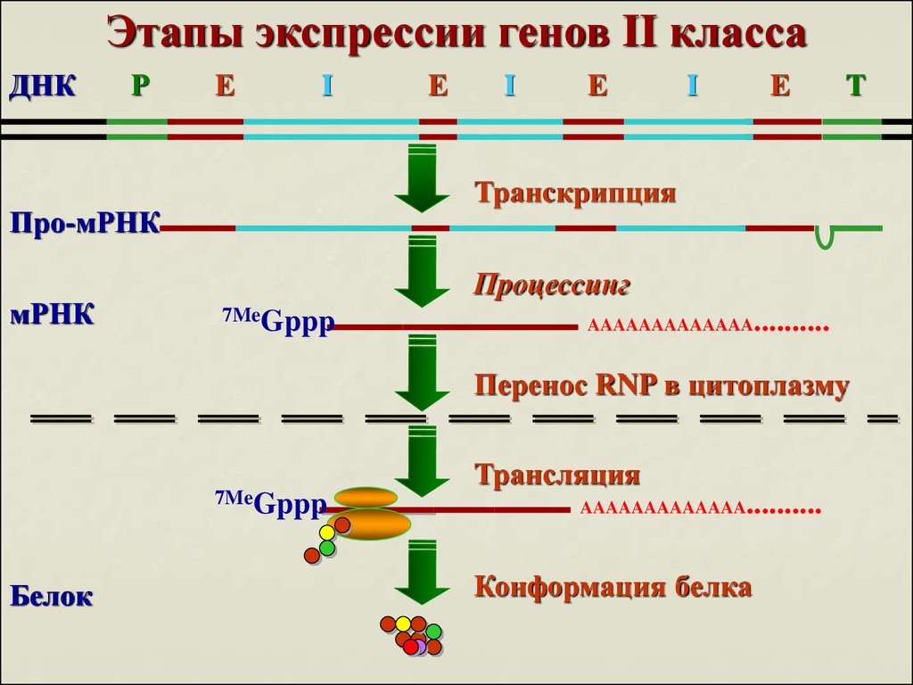 Дополнительный этап. Этапы экспрессии Гена. Транскрипция Гена МРНК. Этапы экспрессии Гена опсина:. Этапы экспрессии генов.