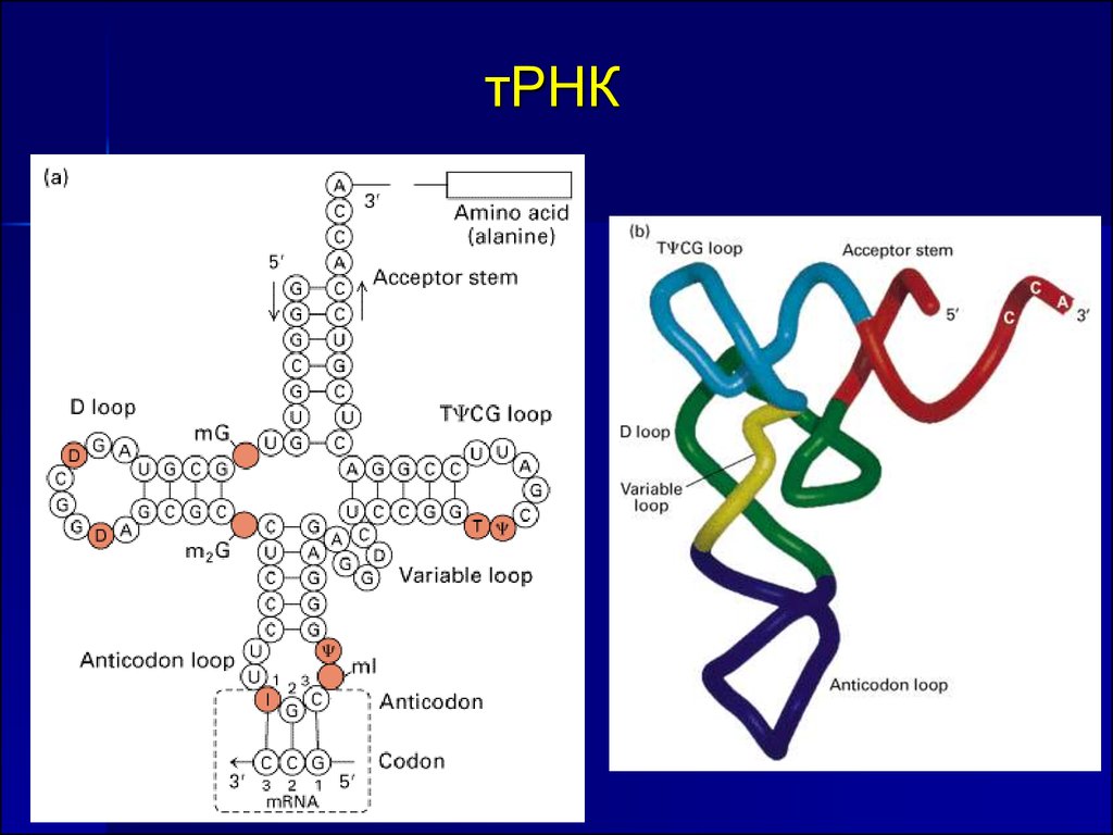 Т рнк синтезируется. Транспортная РНК. ТРНК. Молекула транспортной РНК. Синтез ТРНК.