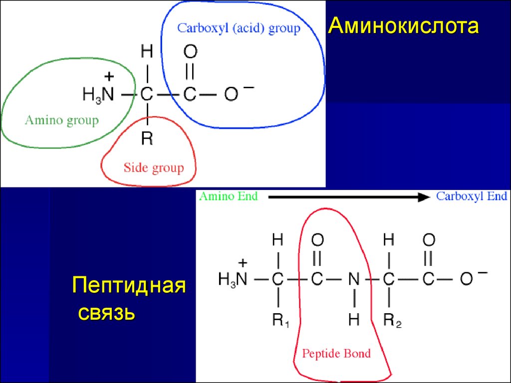 Связи аминокислот. Пептидная связь аминокислот. Транскрипция связей аминокислот. Пептидная связь плоская. Пептидная связь в ДНК.