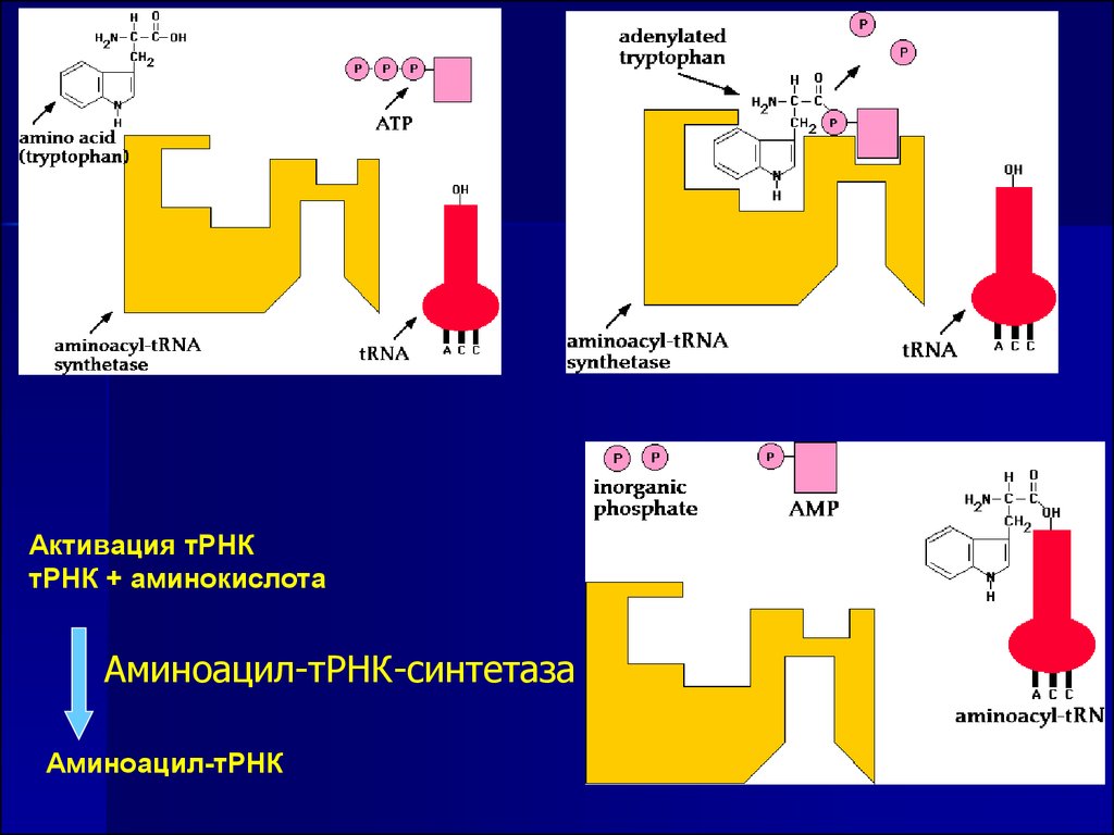 Соединение трнк с аминокислотой. Синтез аминоацил т РНК. Аминоацил-ТРНК-синтетаза Синтез. Синтез аминоацил-ТРНК биохимия. Аминоацил ТРНК комплекс.