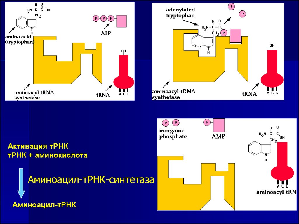 Схема образования аминоацил трнк