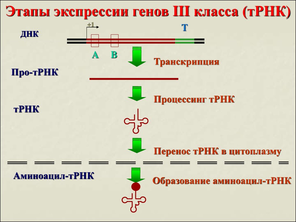 Что такое экспрессия генов