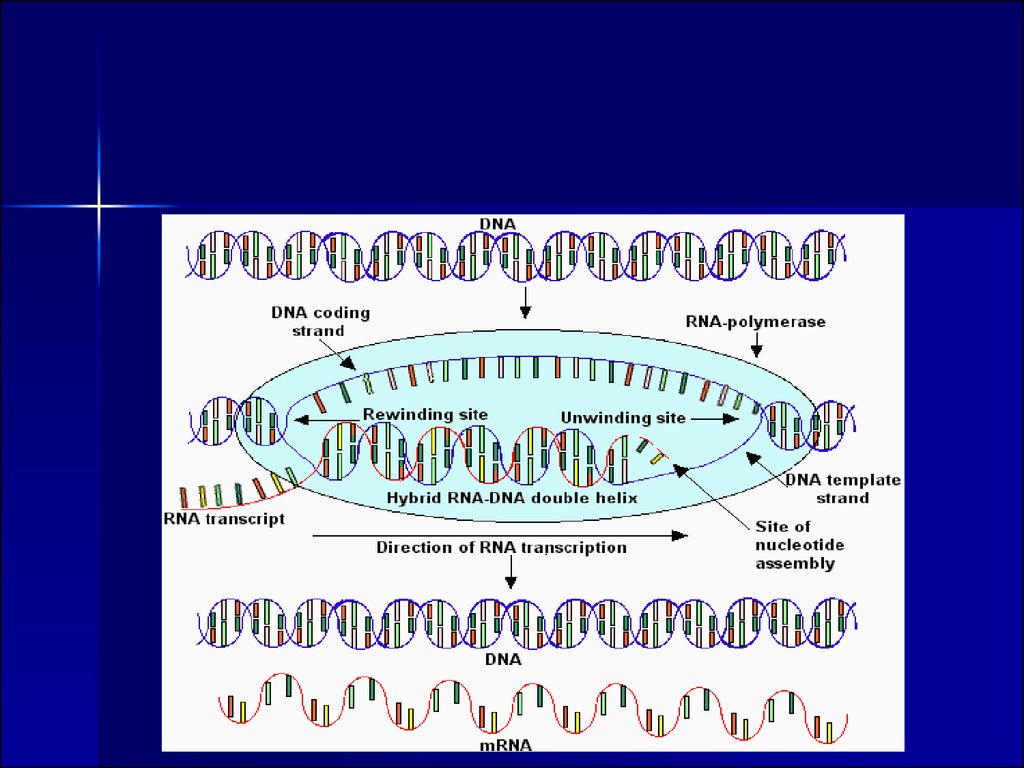 Hen транскрипция. Экспрессия генов презентация. Транскрипция и трансляция Гена. Экспрессия генов это ПЦР. Транскрипция и трансляция вирусов.