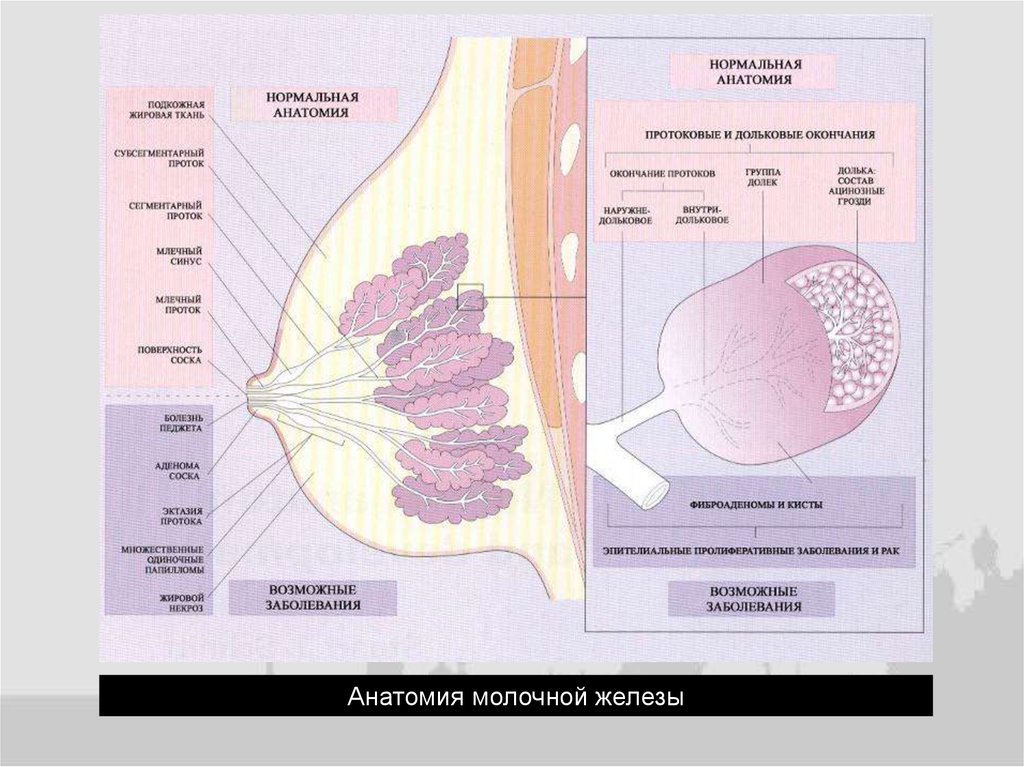 Ткань молочных желез. Молочная железа анатомия кровоснабжение. Анатомия лактирующей молочной железы. Топографическая анатомия молочной железы. Строение молочных желез человека.