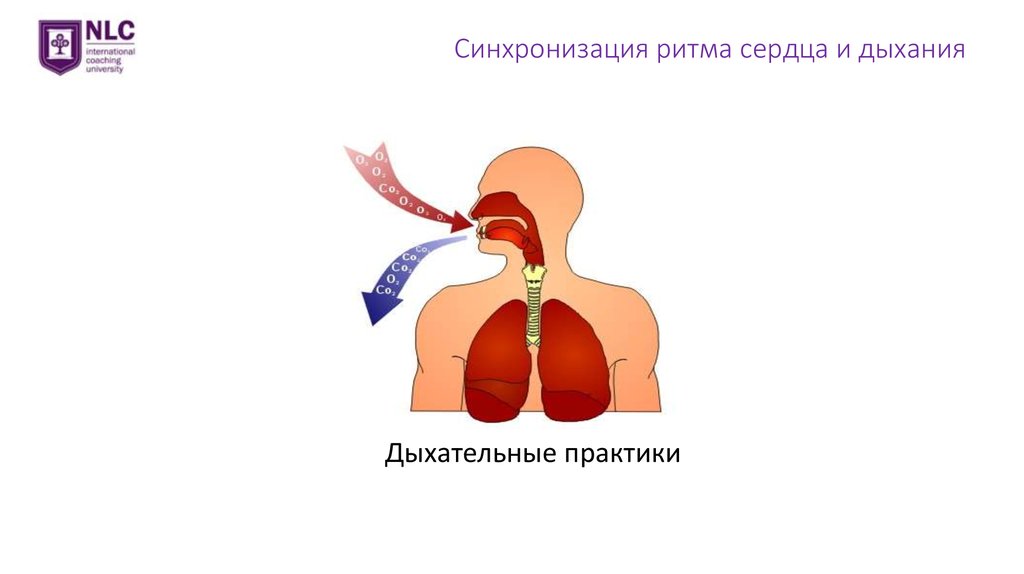 Замерло сердце и дыхание. Сердца синхронизация и дыхания. Дыхание и стресс. Синхронизация ритмов. Синхронизация мозга сердца и дыхания.