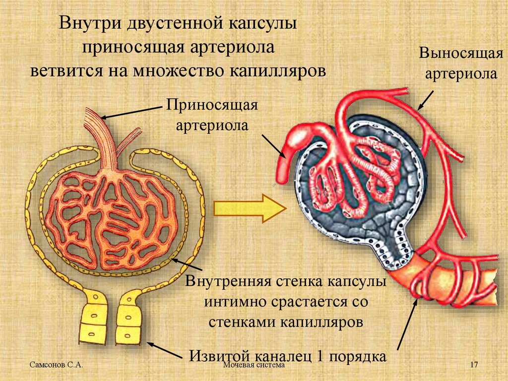 Мочеполовая система женщины фото