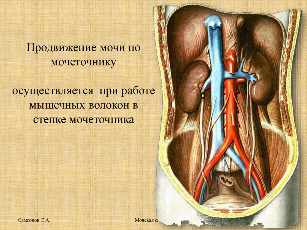 3 части мочеточника. Анатомические сужения мочеточника. Сужения мочеточника топографическая анатомия. Топография мочеточника анатомия. Синтопия мочеточника.