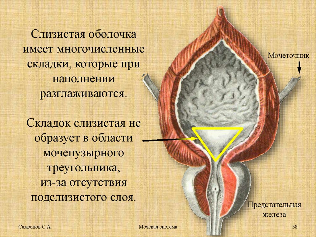 Мочеполовая система женщины фото