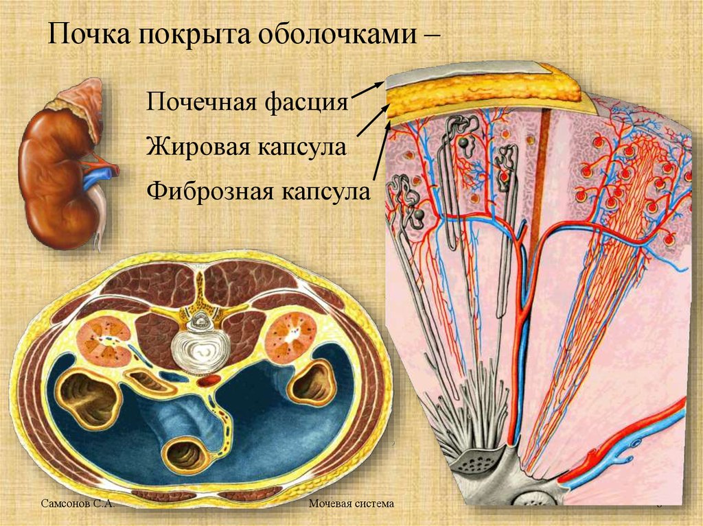 Ткани почки. Строение почки фиброзная оболочка. Почечная жировая капсула. У почек фиброзная капсула жировая капсула. Фиброзная капсула почки анатомия.