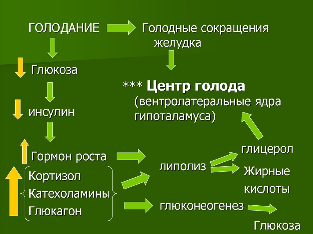 Понятие голода. Механизм развития голодания. Голодание биохимия. Голодание и гормон роста. Классификация голодания.