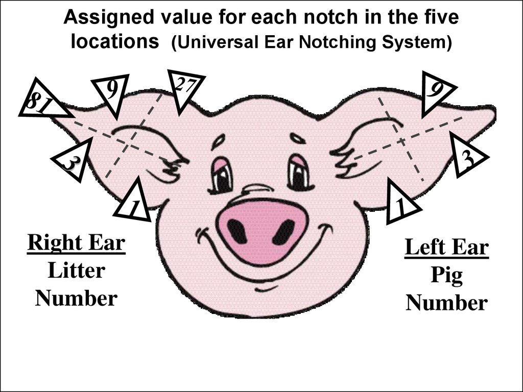 Ear Notching Online Presentation