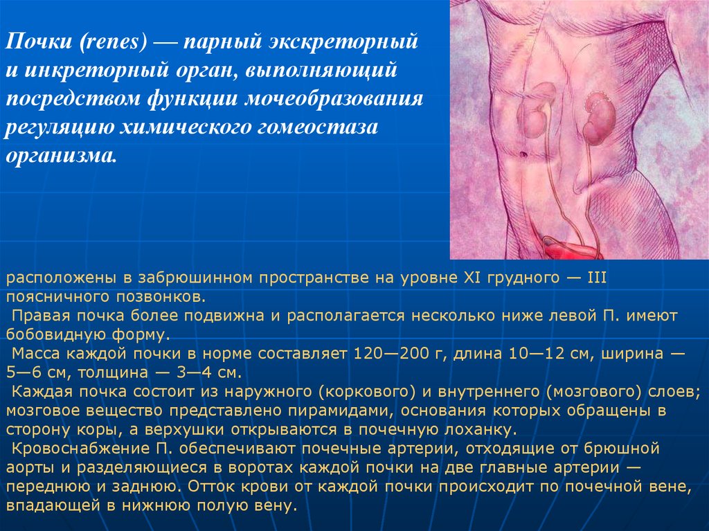 Изостенурия: важнейший симптом нарушения функции почек 217