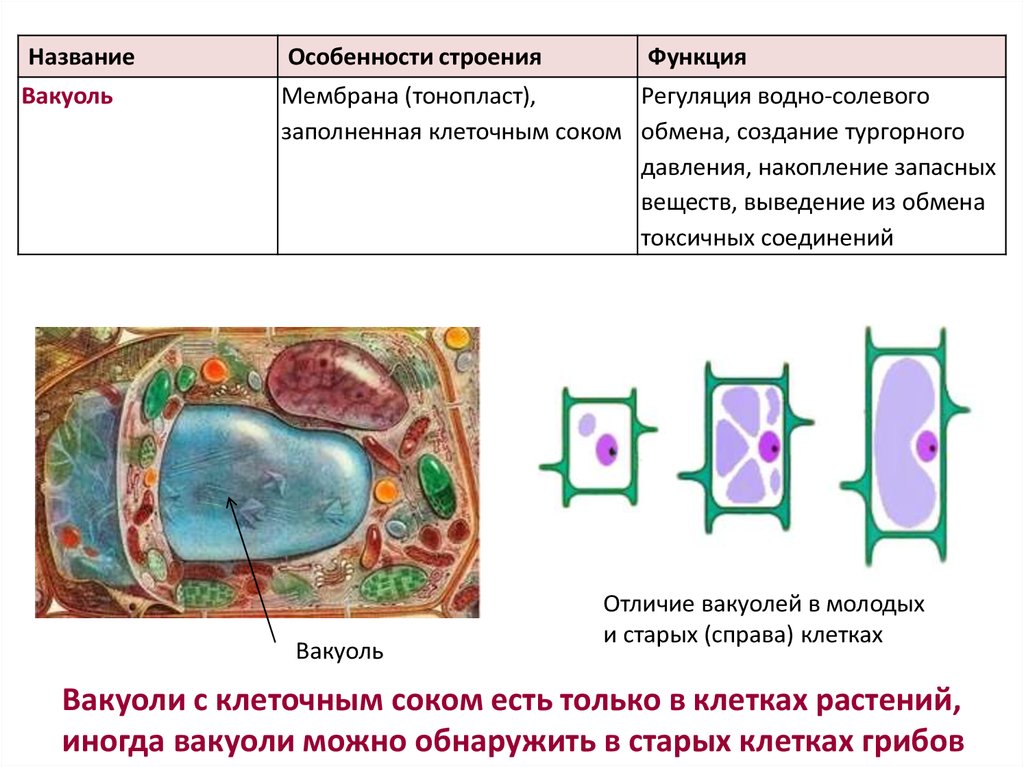 Характеристика строения клетки. Строение и функции вакуолей растительных клеток. Строение вакуоли растительной клетки. Органоиды клетки вакуоли и функции. Вакуоль строение и функции таблица.