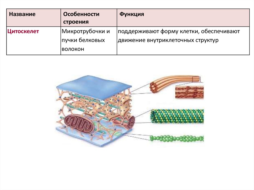 Особенности клеток. Строение и функции цитоскелета. Функции цитоскелета эукариот. Функции цитоскелета в эукариотической клетке. Функции цитоскелета в органоиде.