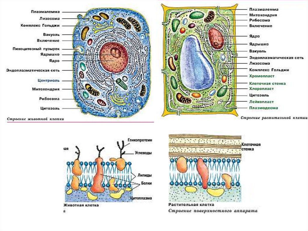 Клетка растения и животного биология. Строение эукариотической клетки животного и растения. Строение эукариотической животной клетки. Строение растительной клетки ЕГЭ биология. Строение растительной клетки 9 класс биология.