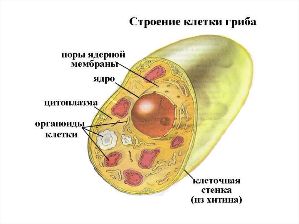 Растительная клетка хитин. Схема строения клетки гриба 5 класс биология. Клетка эукариот грибы. Царство грибы строение грибной клетки. Строение клеточной оболочки грибной клетки.