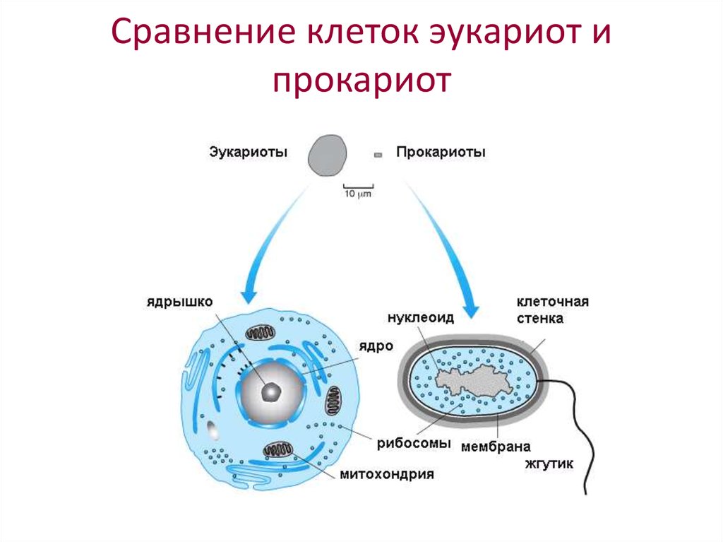 Клетки имеют ядро прокариоты эукариоты