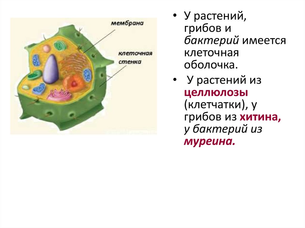 Клеточная стенка клетки особенности строения