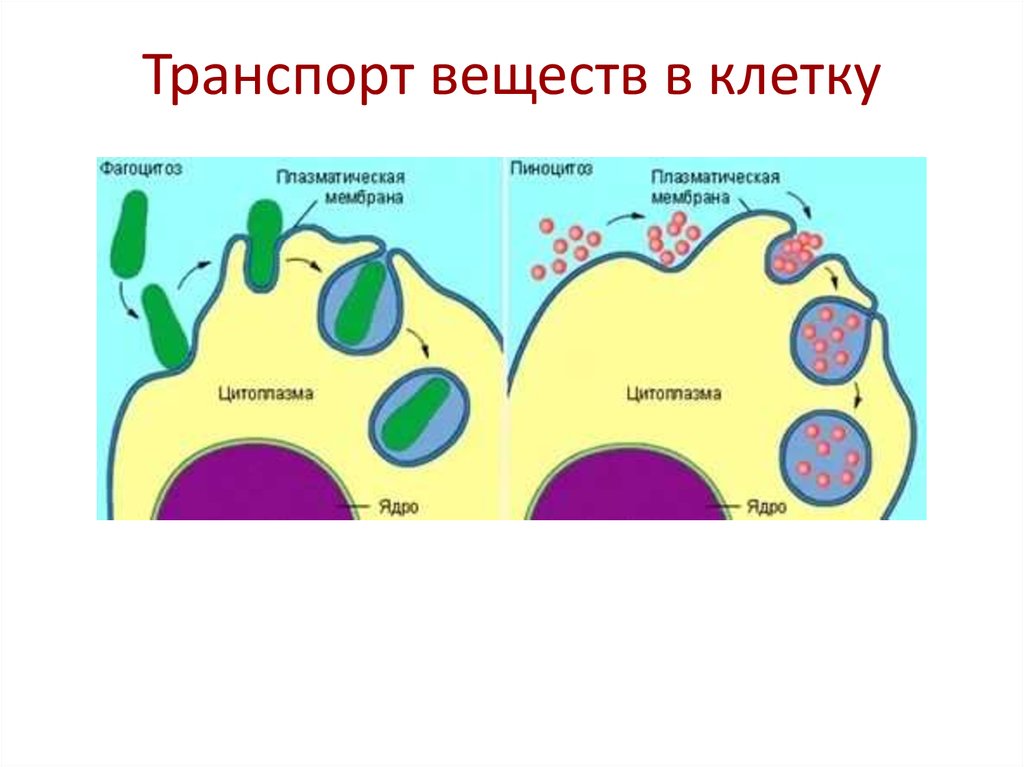 Движение внутри клетки. Транспорт веществ по клетке осуществляет. Транспорт веществ по клетке структура клетки.