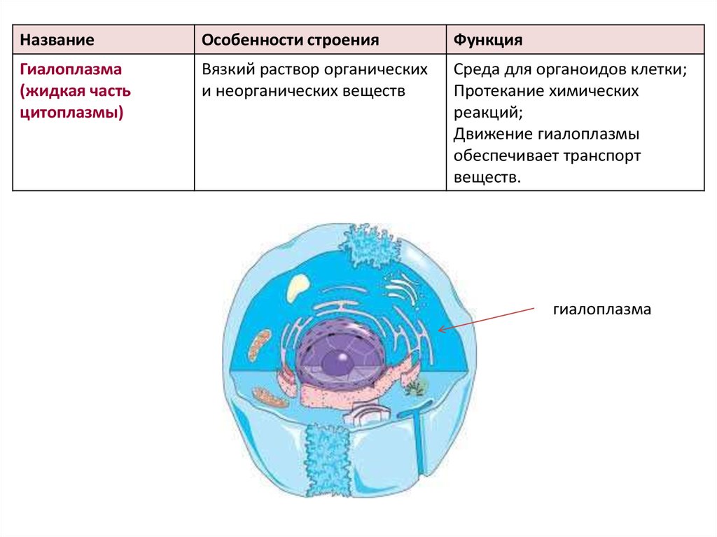 Химические клетки органоидов