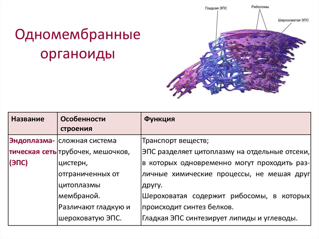 Шероховатая сеть функции. ЭПС функции органоида. Эндоплазматическая сеть функции органоида. ЭПС строение органоида. Мембранные органоиды эндоплазматическая сеть строение.