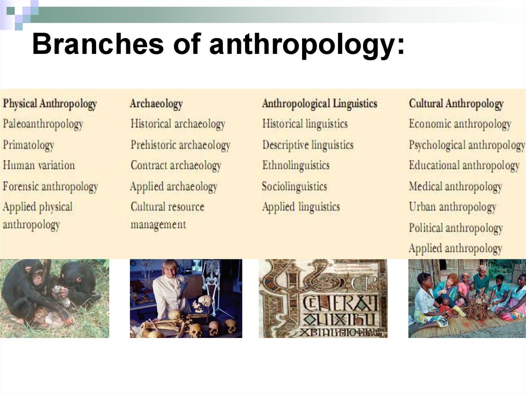 Social Anthropology Examples