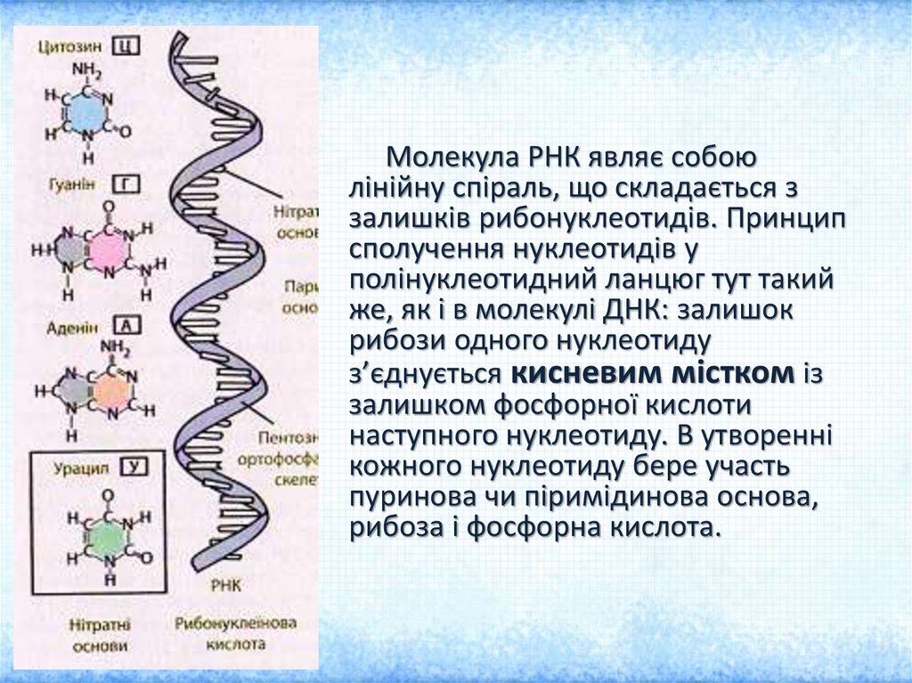 Молекула рнк построена. Молекула РНК. Размер молекулы РНК. Самая длинная молекула РНК. Урацил в ДНК или РНК.