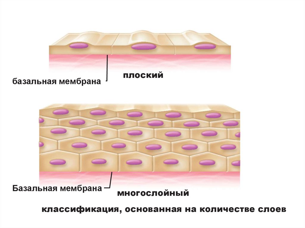 Сколькими слоями. Базальная мембрана эпителия. Строение базальной мембраны эпителия. Эпителиальная ткань базальная мембрана. Покровный эпителий и базальная мембрана.