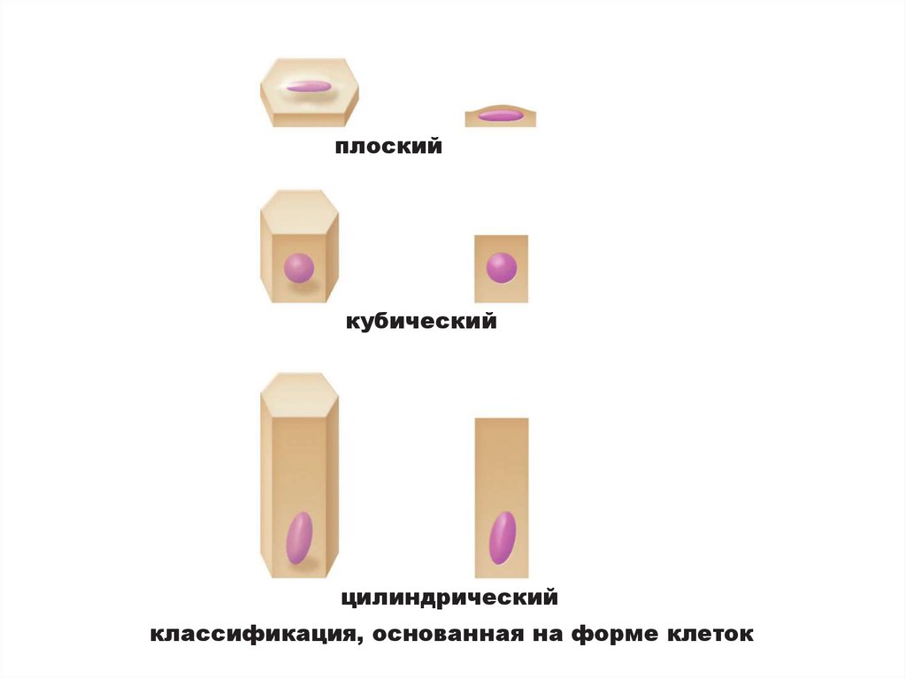 Клетки цилиндрической формы. Плоские кубические цилиндрические клетки. Цилиндрическая форма клетки. Клетки конической формы.