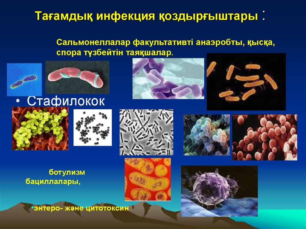Презентация многообразие бактерий и вирусов