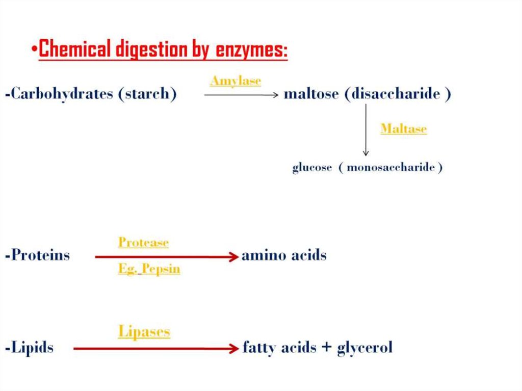 Chemical digestion by enzymes: