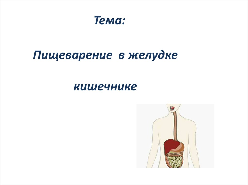 Пищеварение в желудке и кишечнике презентация