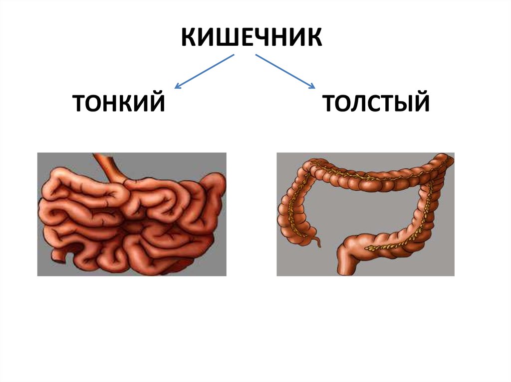 Толстый и тонкий кишечник презентация