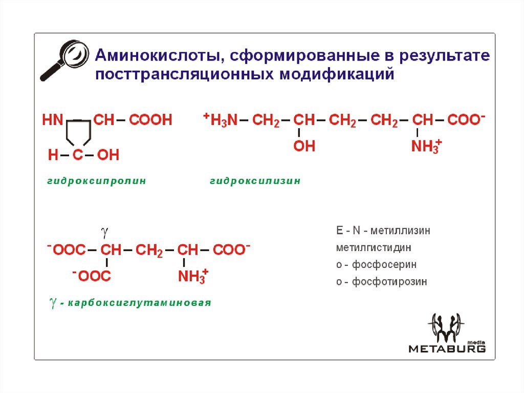 13 аминокислот. Постсинтетические модификации аминокислот. Модификация радикалов остатков аминокислот. Модифицированные аминокислоты. Классификация аминокислот.