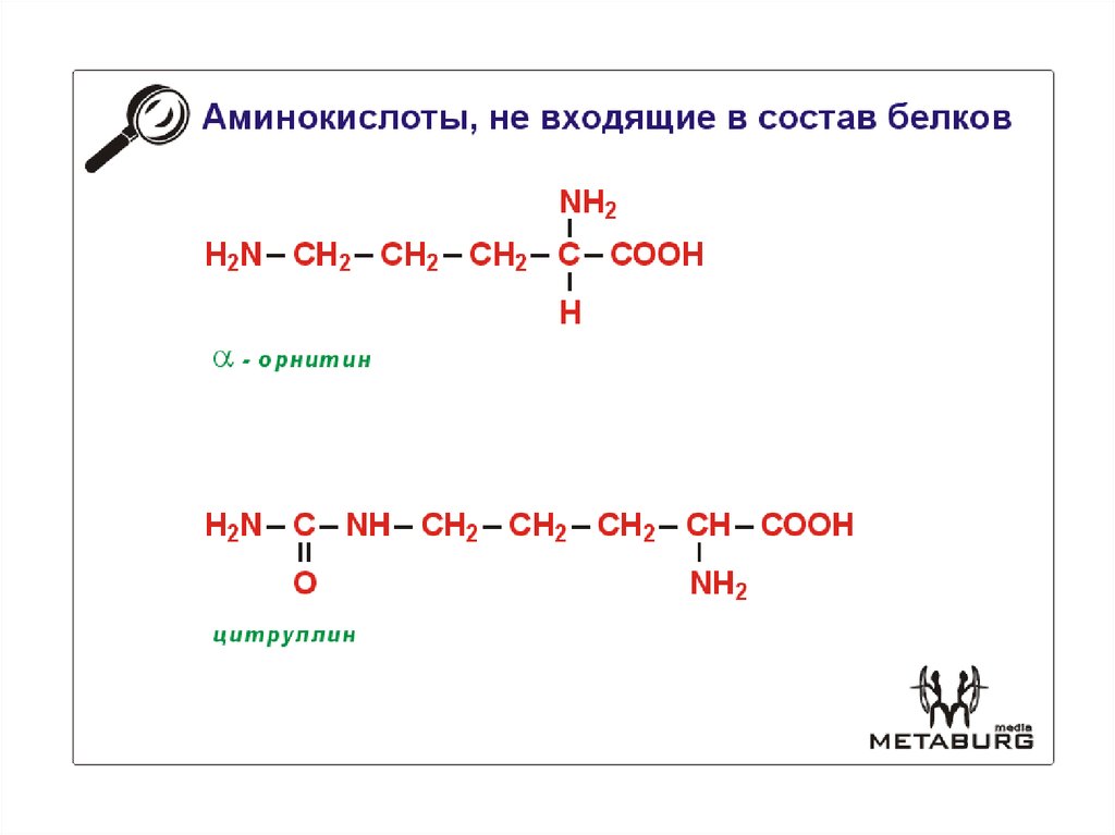 Аминокислоты входящие в состав. Аминокислоты входящие в состав белков. Классификация аминокислот в зависимости от природы радикала. Аминокислоты в зависимости от радикала. Аминокислоты по природе радикала.