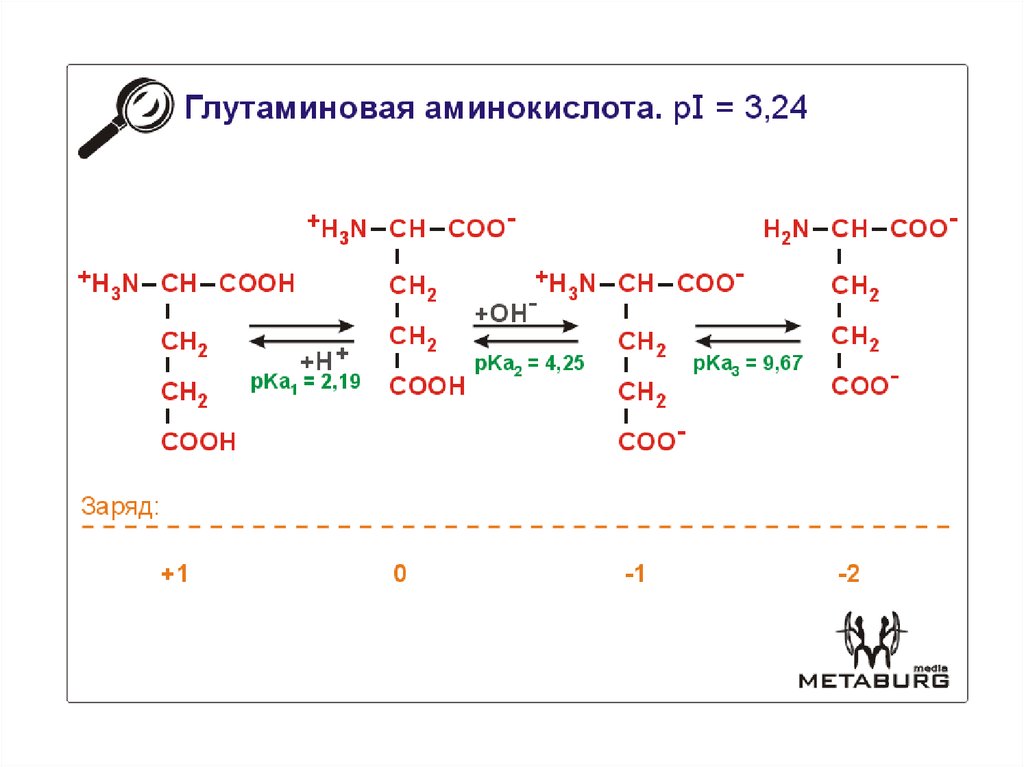 Классификация аминокислот. Классификация аминокислот в зависимости от радикала. Классификация аминокислот по природе радикала. Природа радикала аминокислот. 12 радикалов