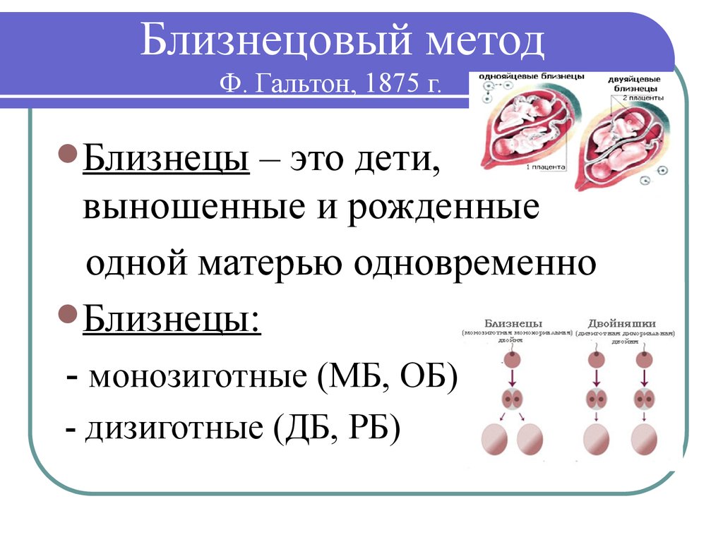 Близнецовый метод исследования генетики человека презентация