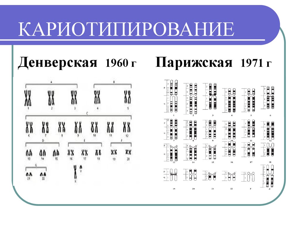 Парижская хромосома. Денверская и Парижская классификация хромосом. Кариотипирование. Цитогенетический метод кариотипирование. Цитогенетический метод изучения кариотипа.