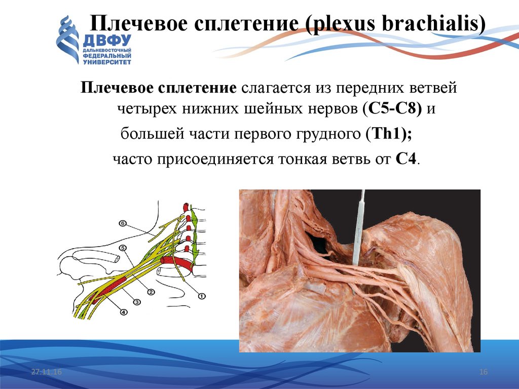 Плечевое сплетение презентация